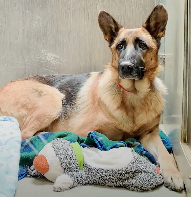 Stray German Shepherd